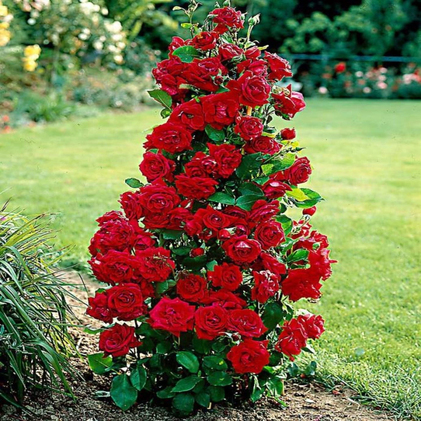 Seeds Floribunda Roses