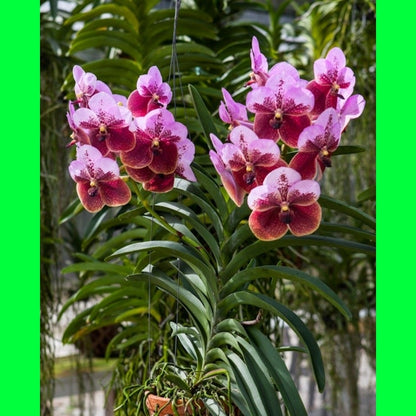 Seeds Orchid