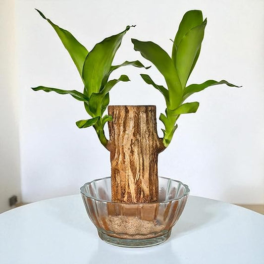Green Lucky Brazil Wood Potted Plant (pack of 2)